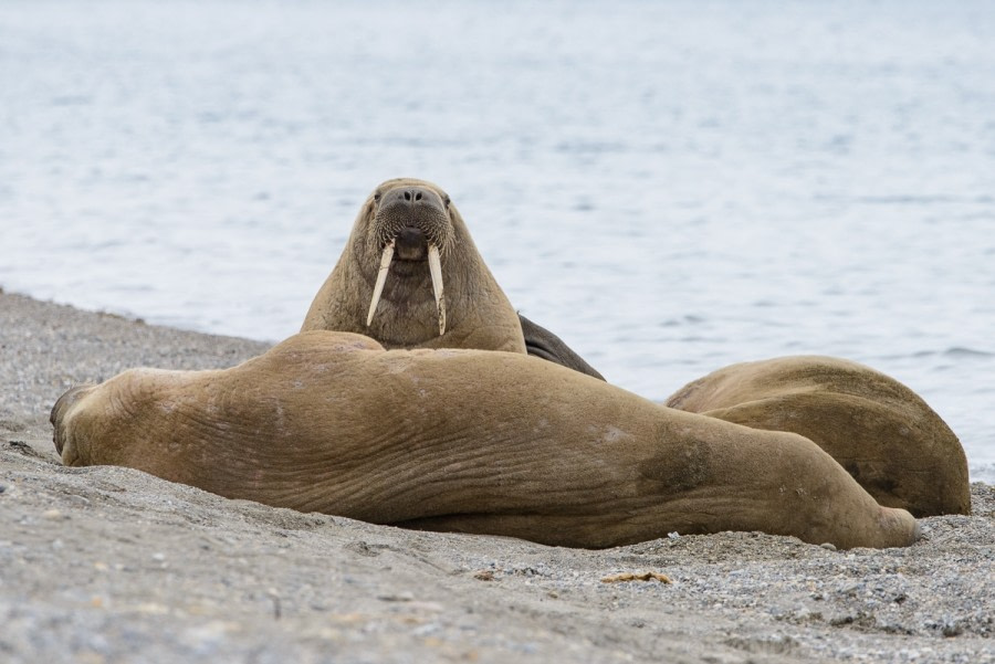 OTL05-1720170610_Walrus_SandraPetrowitz_DSC_6061-Oceanwide Expeditions.jpg