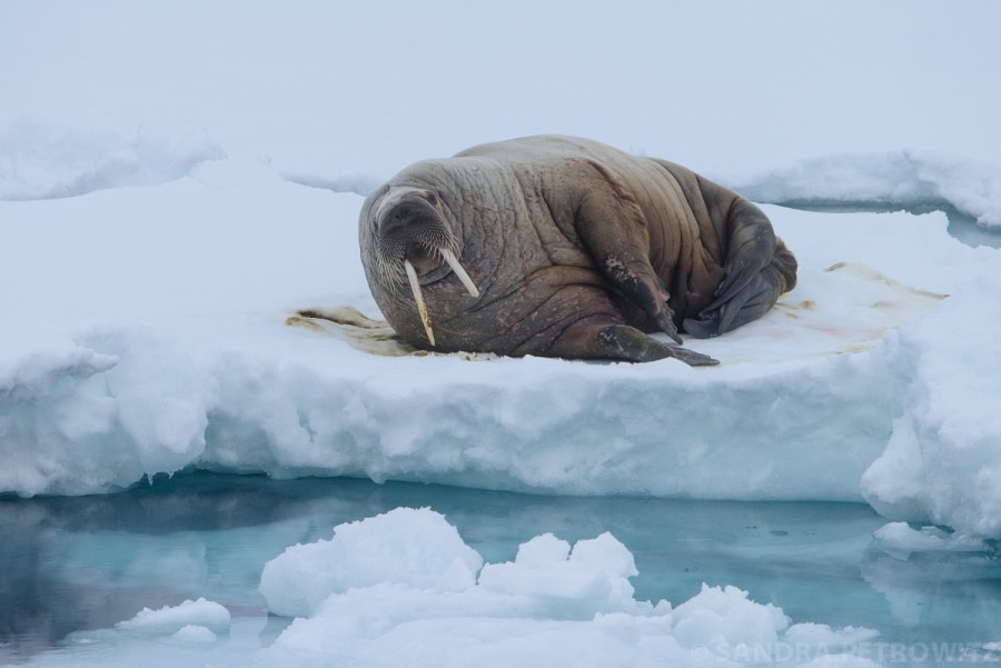 OTL05-1720170608_Walrus_SandraPetrowitz_DSC_5359-Oceanwide Expeditions.jpg