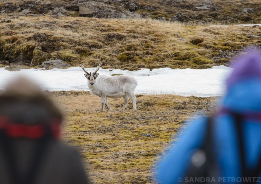 Reindeer © Sandra Petrowitz - Oceanwide Expeditions.jpg