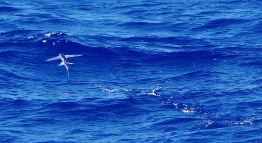 At Sea to St Helena