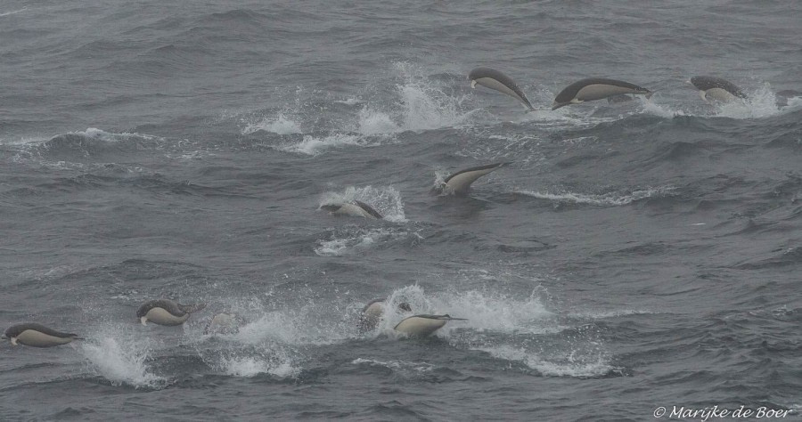 At Sea to Gough Island