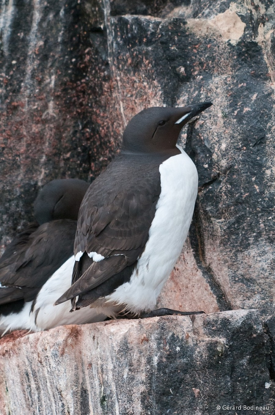 PLA13-17, Day 4 2017-08-14_2_GerardBodineau_BrünnichGuillemot_© Oceanwide Expeditions.jpg