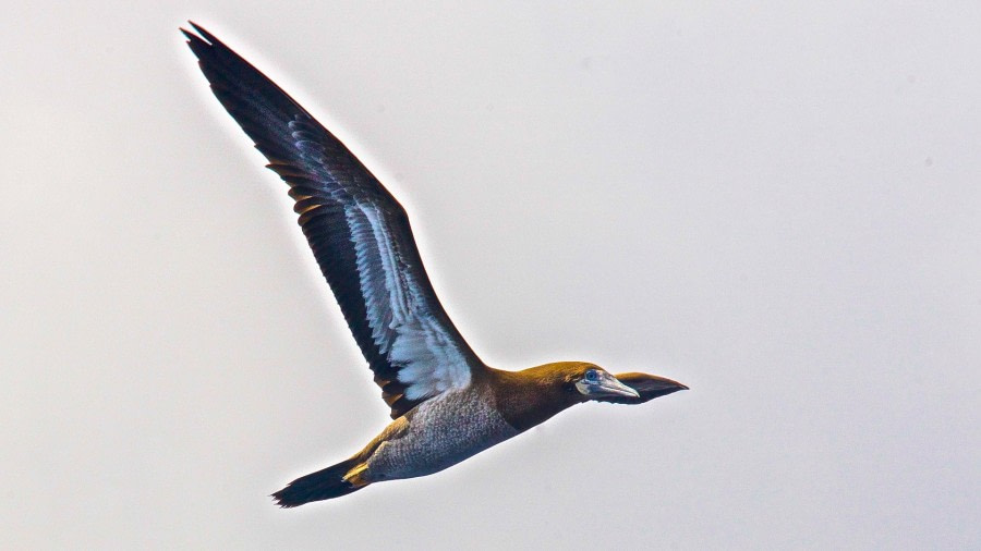 brown booby bird, m/v Plancius, atlantic odyssey 2017