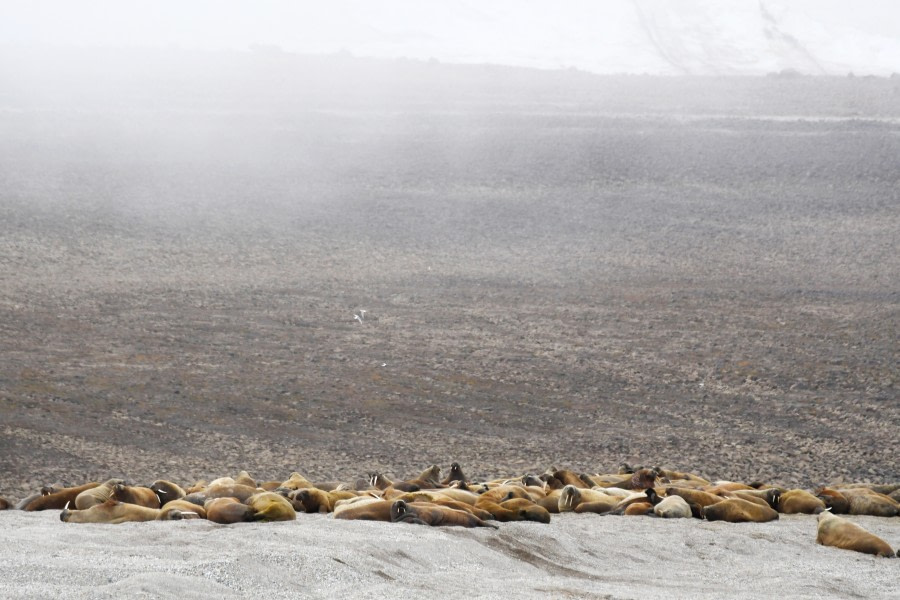 Kapp Oetker, walrus © Geert Kroes - Oceanwide Expeditions.jpg