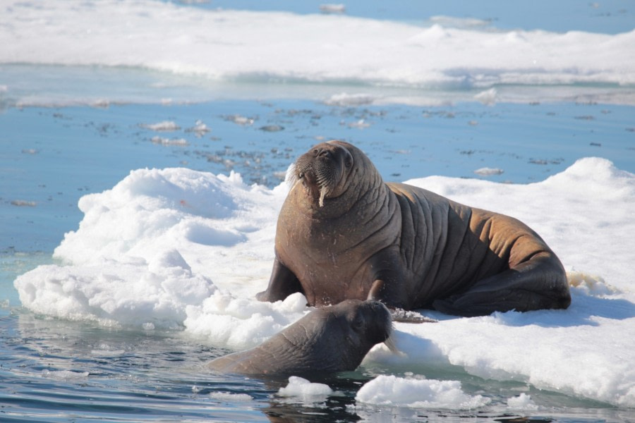 PLA07-17, 170626 walrus swimming - Oceanwide Expeditions.jpg