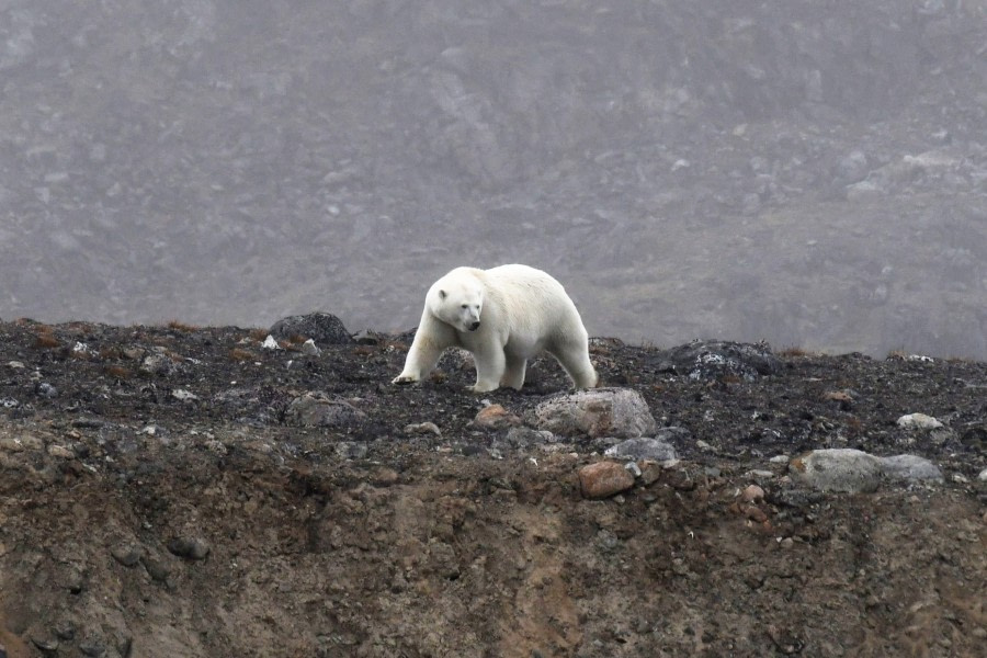 Danskoya, polar bear © Geert Kroes - Oceanwide Expeditions.jpg
