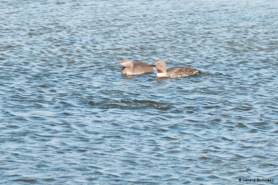 PLA13-17, Day 2 2017-08-12_3_GerardBodineau_RedThroatedDiver_© Oceanwide Expeditions.jpg