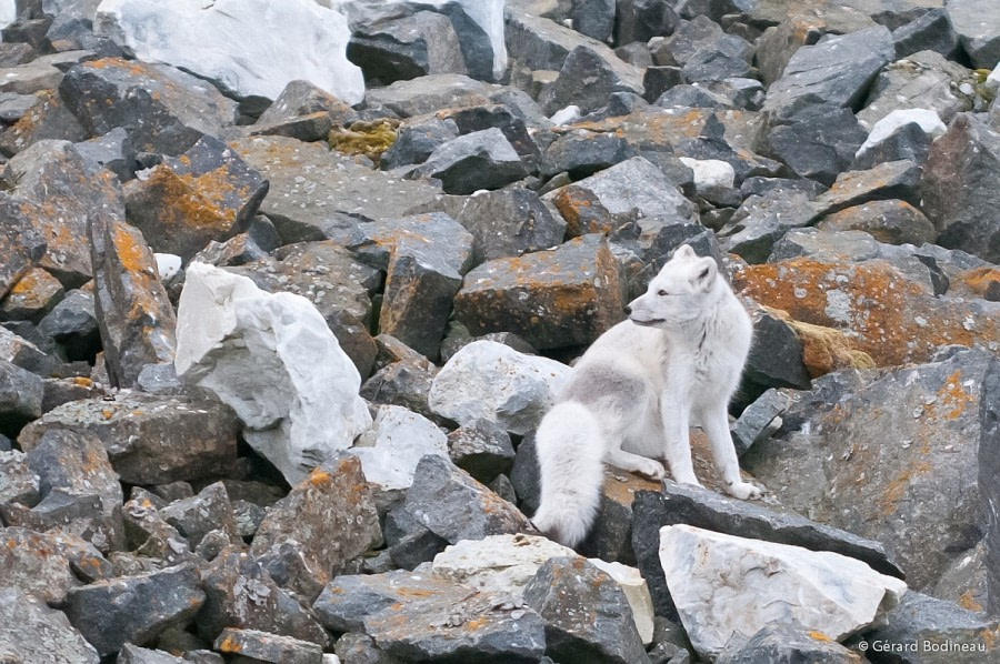 PLA13-17, Day 4 2017-08-14_4_GerardBodineau_ArcticFox_© Oceanwide Expeditions.jpg