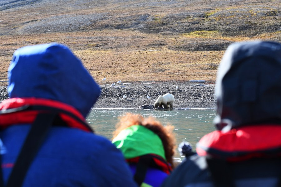 Polar bear at Freemansundet © Geert Kroes - Oceanwide Expeditions.jpg