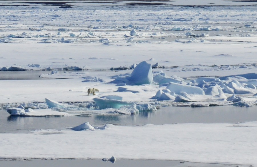 PLA08-17, Day 3 0701Polarbear_LydiaMessingfeld - Oceanwide Expeditions.jpg