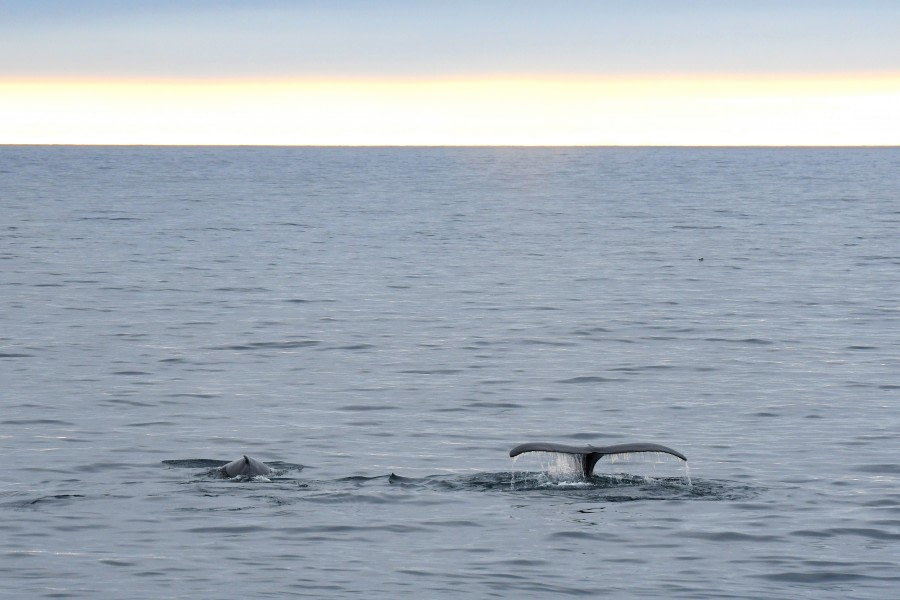Humpback whale, Svalbard © Geert Kroes - Oceanwide Expeditions.jpg