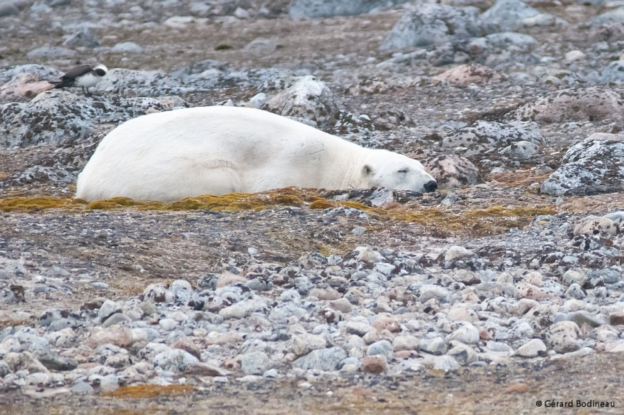 PLA13-17, Day 5 2017-08-15_2_GerardBodineau_SleepingPolarBear_© Oceanwide Expeditions.jpg