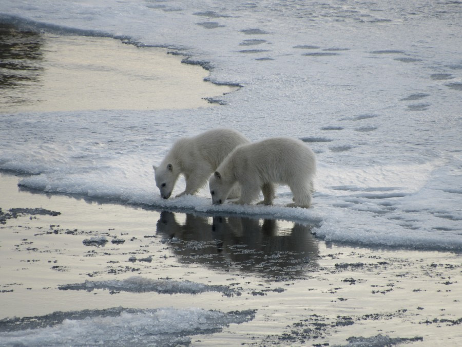 Polar bear, Svalbard, June © Michael Greenberg-Oceanwide Expeditions (4).JPG