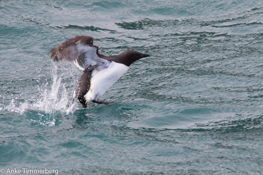 PLA11-17, Day 6, Round SpitsbergenDickschnabellumme-Oceanwide Expeditions.jpg