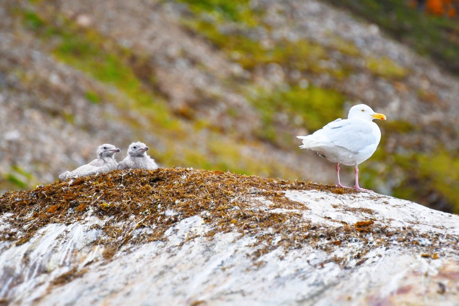 Glaucous gull, Svalbard © Geert Kroes - Oceanwide Expeditions.jpg