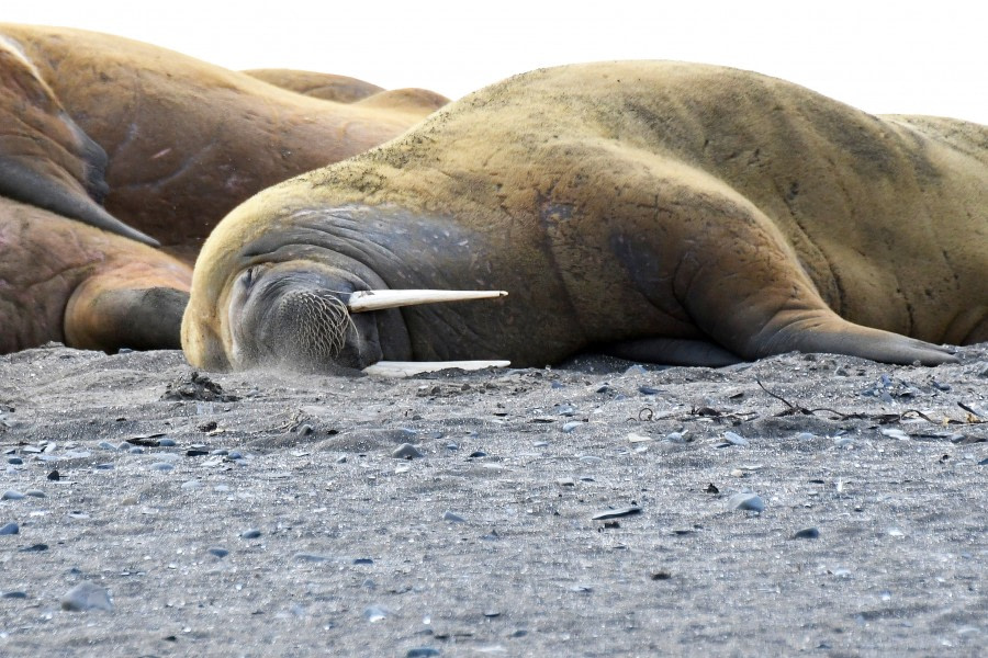 Kapp Lee, walrus © Geert Kroes - Oceanwide Expeditions.jpg