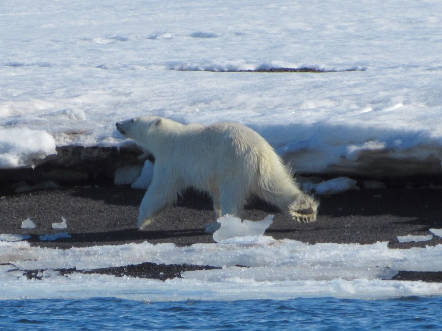 Polar bear, Svalbard, June © Michael Greenberg-Oceanwide Expeditions (1).jpg