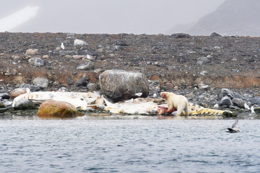 Danskoya, polar bear with sperm whale carcass © Geert Kroes - Oceanwide Expeditions.jpg