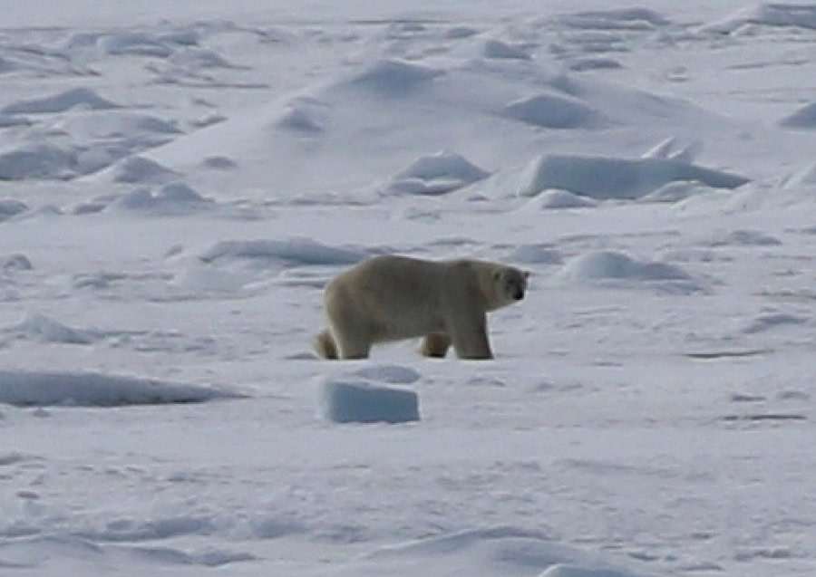 PLA06-17 xx Polar Bear3 Steve Bird-Oceanwide Expeditions.jpg