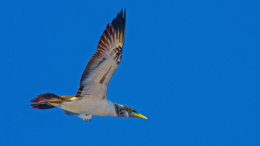 masked booby bird, m/v Plancius, atlantic odyssey 2017