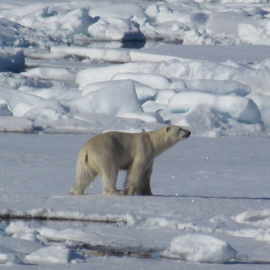 Sea Ice Edge