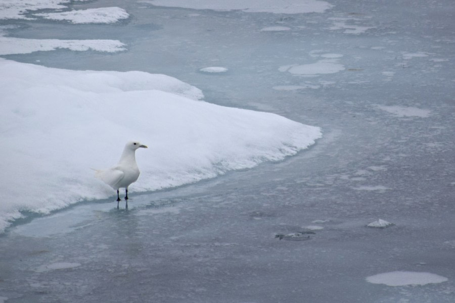 OTL12-17, Day 5 ivory gull_© Shelli-Oceanwide Expeditions.JPG