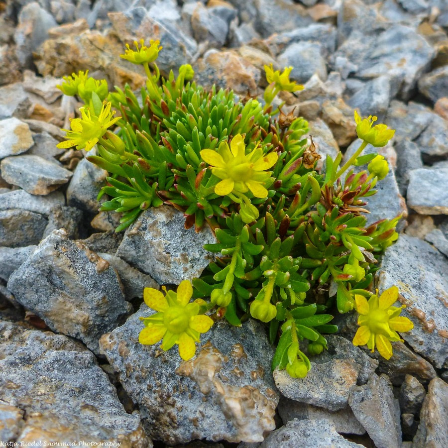 PLA11-17, Day 2, Round Spitsbergen20170725_Katja Riedel_P1910037-Oceanwide Expeditions.jpg