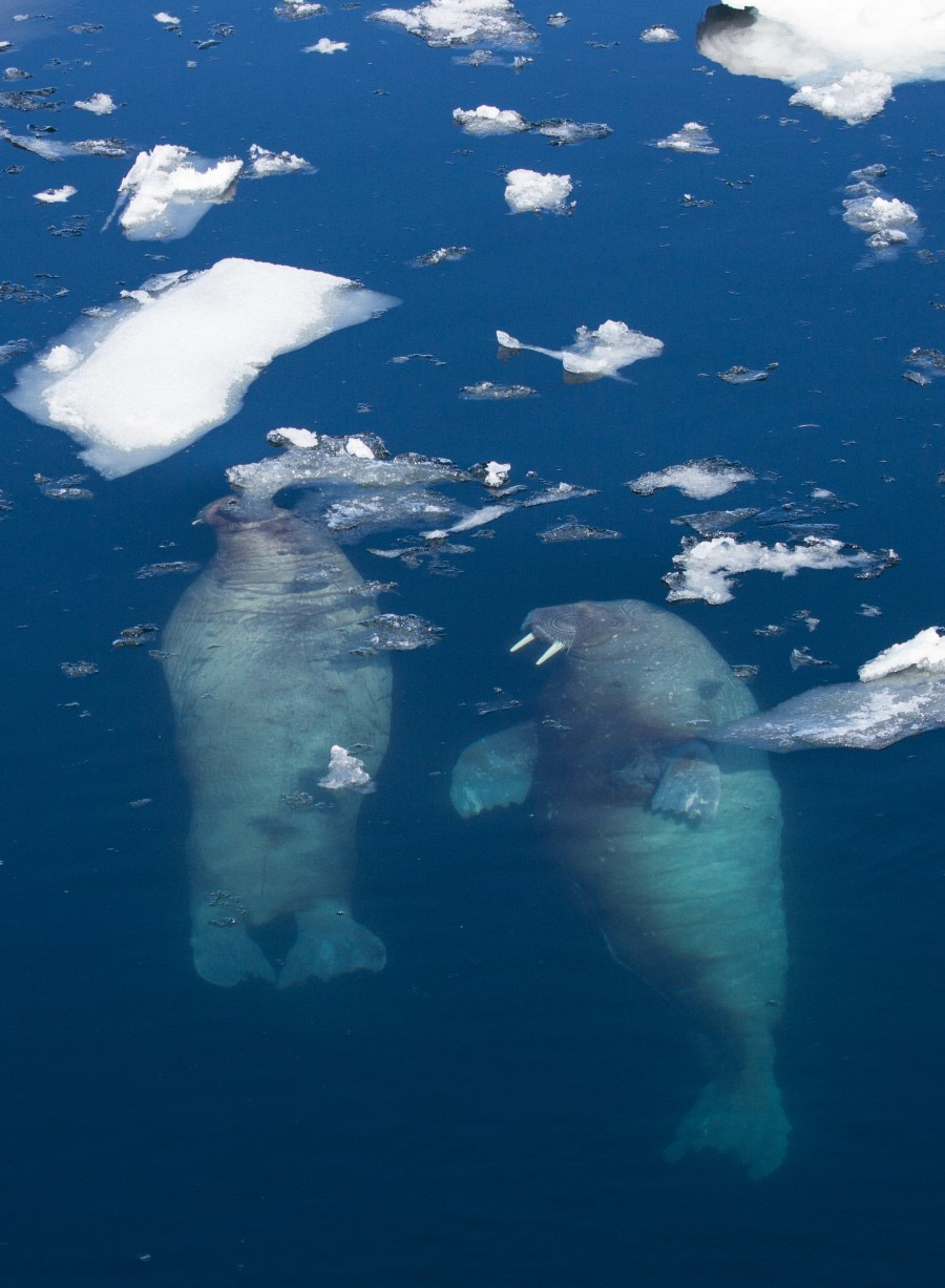 PLA07-17, 170624 Yolly walrus 2 - Oceanwide Expeditions.jpg
