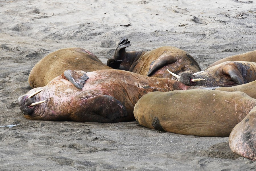 Kapp Lee, walrus © Geert Kroes - Oceanwide Expeditions.jpg