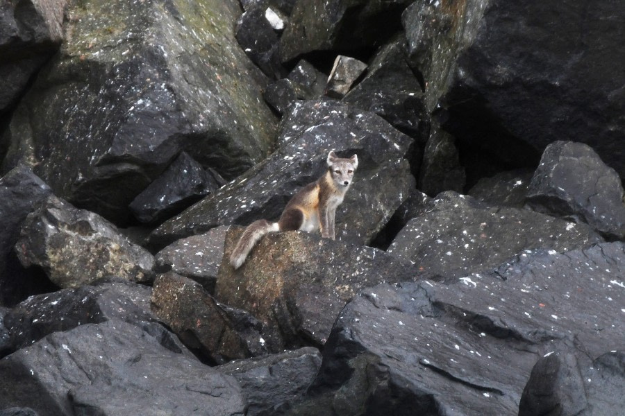 Alkefjellet; glacier; arctic fox; Svalbard-aug2017-Geert_Kroes-028.jpg