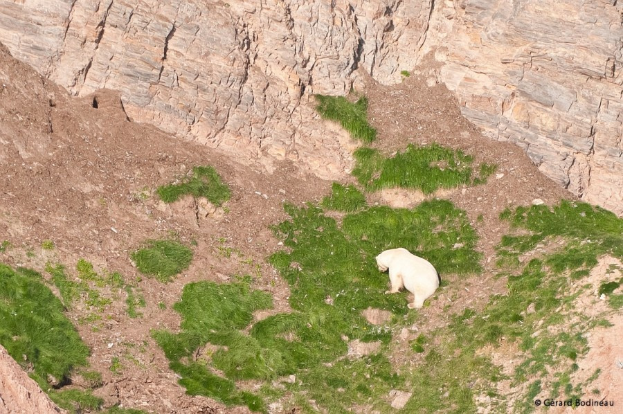 PLA13-17, Day 2 2017-08-12_5_GerardBodineau_PolarBear_© Oceanwide Expeditions.jpg