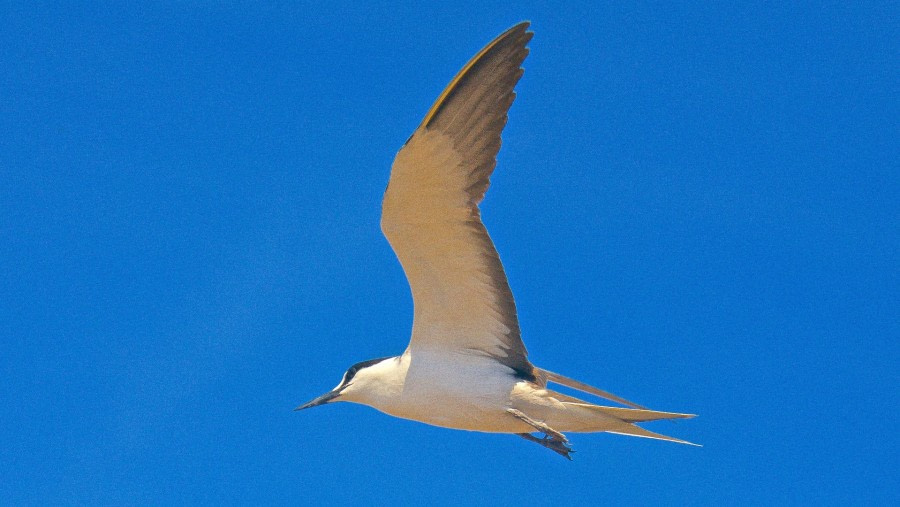 sooty tern, WIDE-AWAKE; WIDE AWAKE!, ascension island, m/v plancius, atlantic odyssey 2017