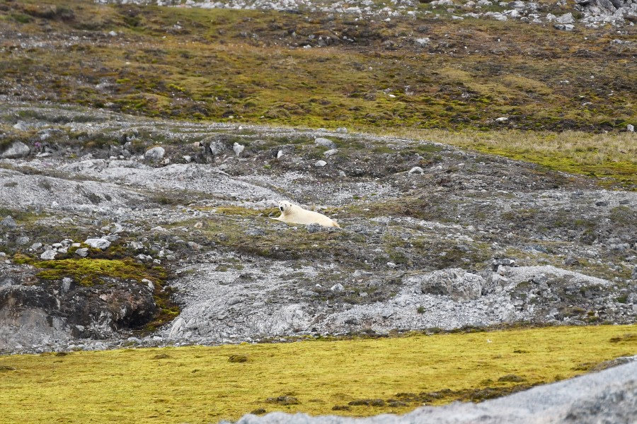 Ny Alesund,  polar bear © Geert Kroes - Oceanwide Expeditions.jpg