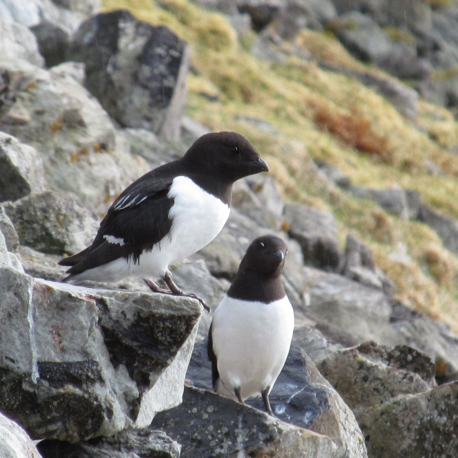 Ingeborgfjellet & Bamsebu