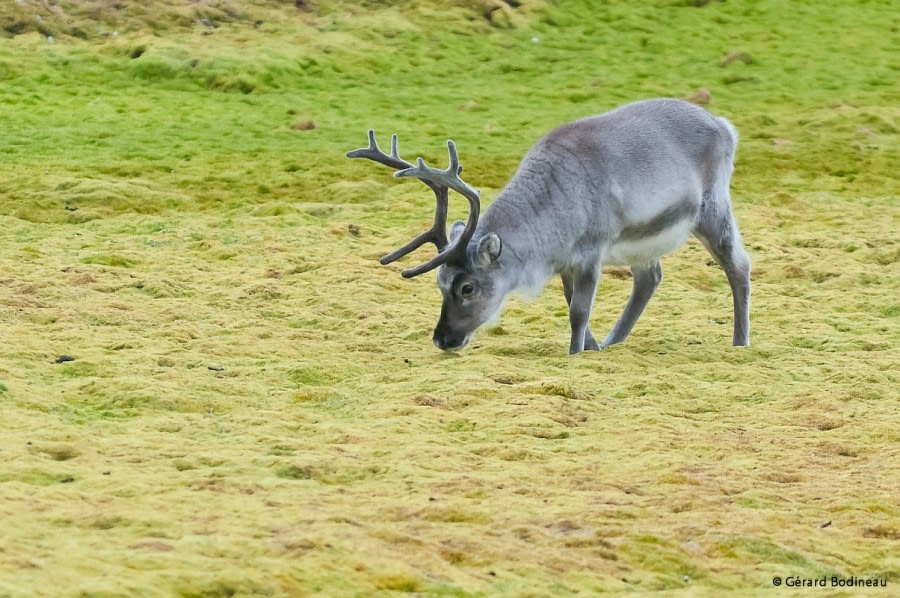 PLA13-17, Day 9 2017-08-19_2_GerardBodineau_Reindeer_© Oceanwide Expeditions.jpg