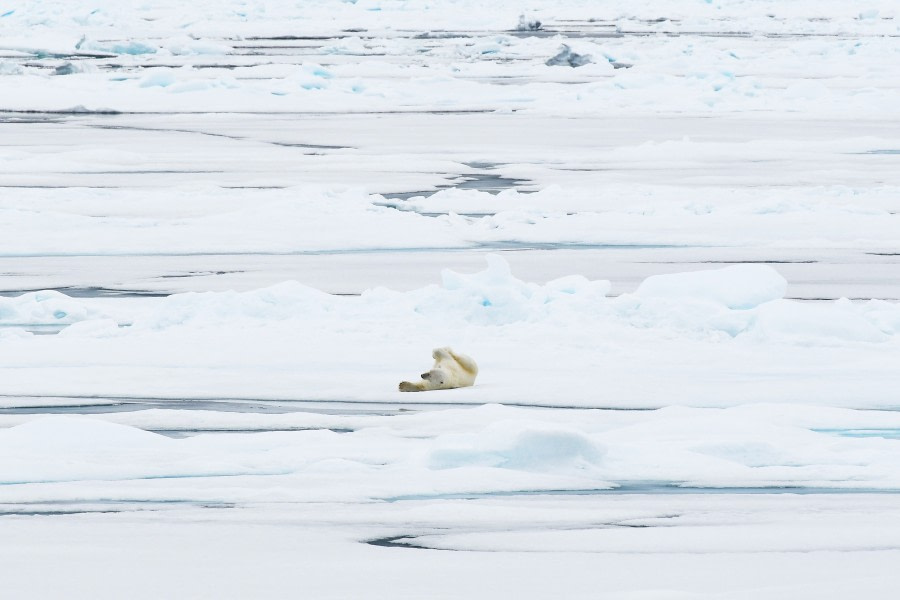 Polar bear on the pack ice © Geert Kroes - Oceanwide Expeditions.jpg