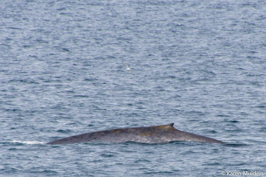 PLA07-17, 170622 KarenMulders Blue whale - Oceanwide Expeditions.jpg