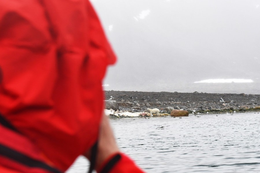 Danskoya, polar bear with sperm whale carcass; © Geert Kroes - Oceanwide Expeditions.jpg