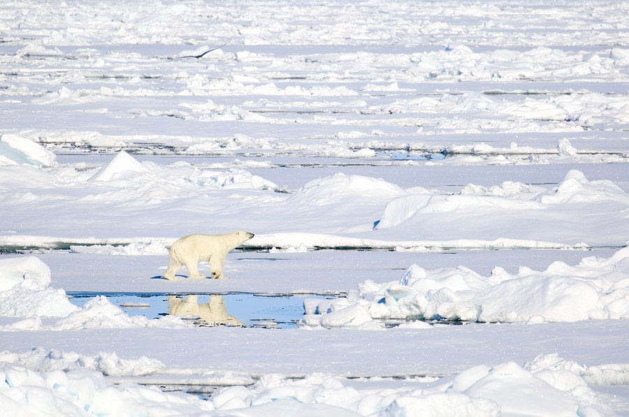 PLA07-17, 170624 Sara Jenner Bear reflection - Oceanwide Expeditions.jpg