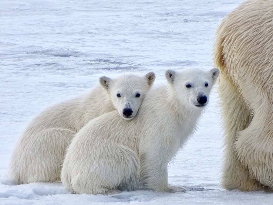 Polar bears, Svalbard, Juli © Nikki Born-Oceanwide Expeditions.jpg