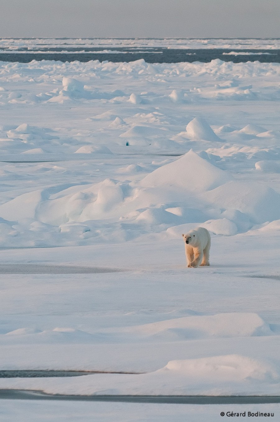 PLA14-17, Day 5 2017-08-24_6_GerardBodineau_PolarBearApproaching _Oceanwide Expeditions.jpg