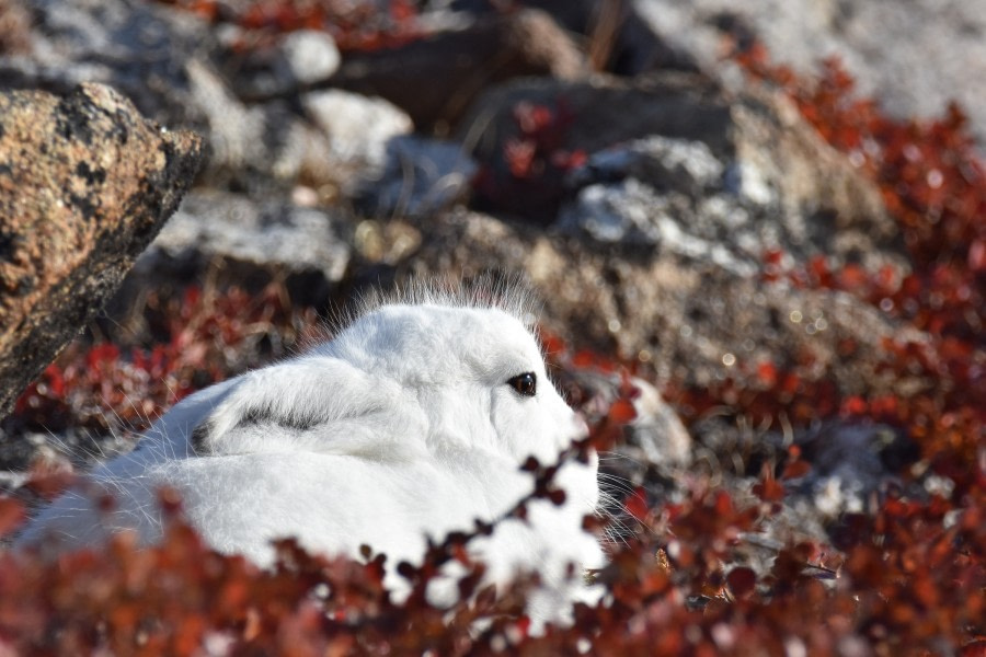 Arctic Hare, Scoresby Sund © Asa Lindgren - Oceanwide Expeditions.jpg