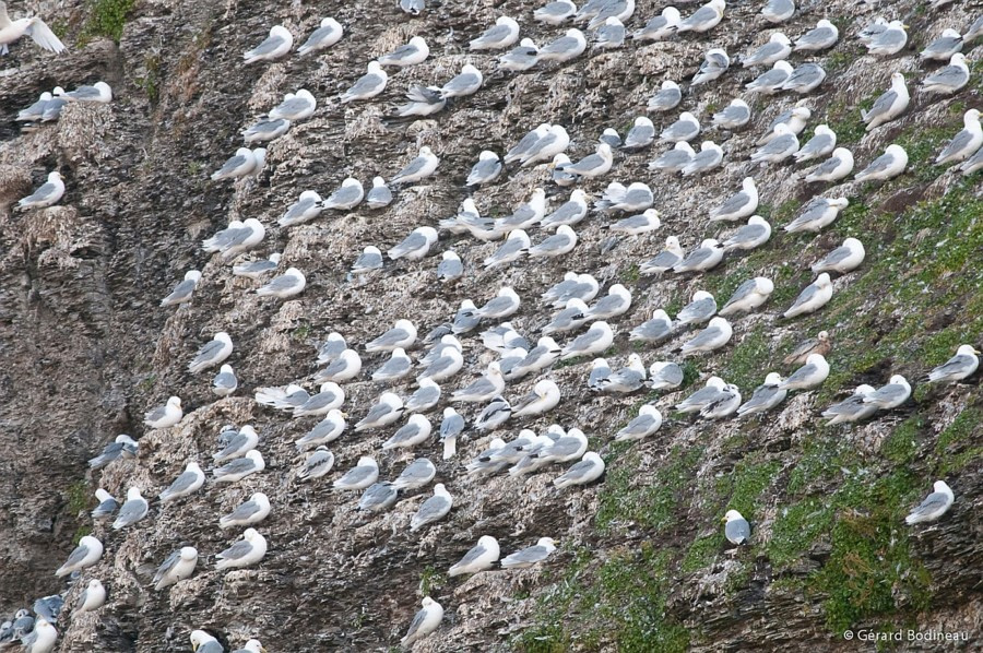 Kittiwakes, Svalbard © Gerard Bodineau - Oceanwide Expeditions