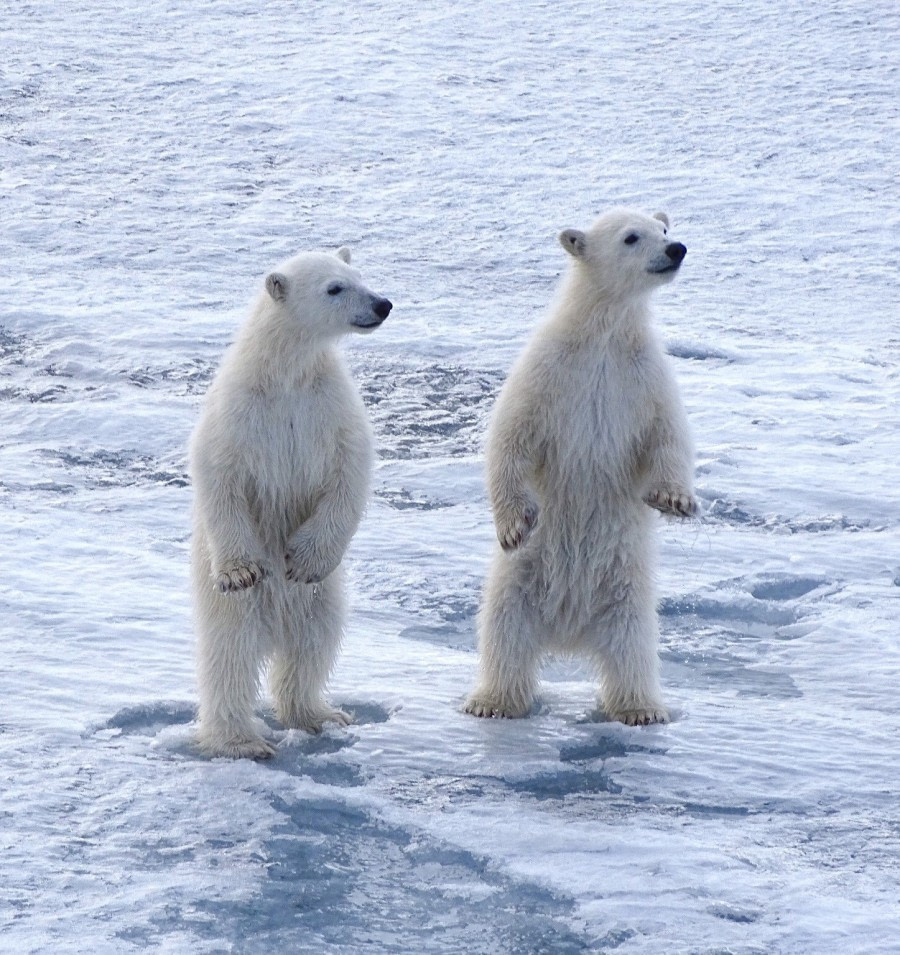 Polar bears, Svalbard, Juli © Nikki Born-Oceanwide Expeditions (2).jpg