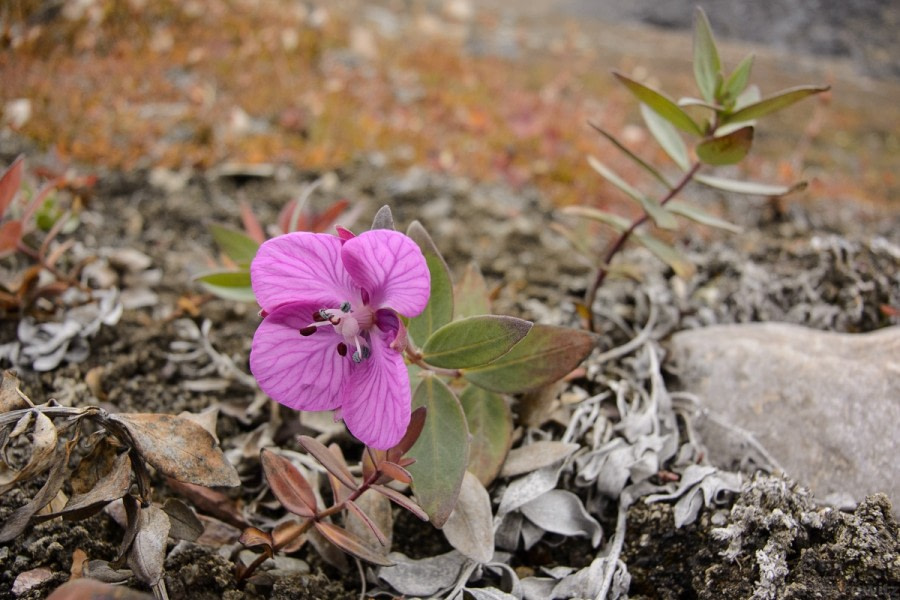 PLA15-17, Day 7 20170904_SandraPetrowitz_Segelsällskapet_Fireweed _Oceanwide Expeditions.jpg