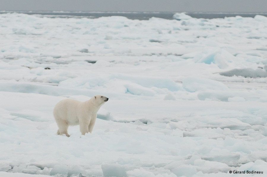 PLA14-17, Day 6 2017-08-25_4_GerardBodineau_FemaleBear _Oceanwide Expeditions.jpg