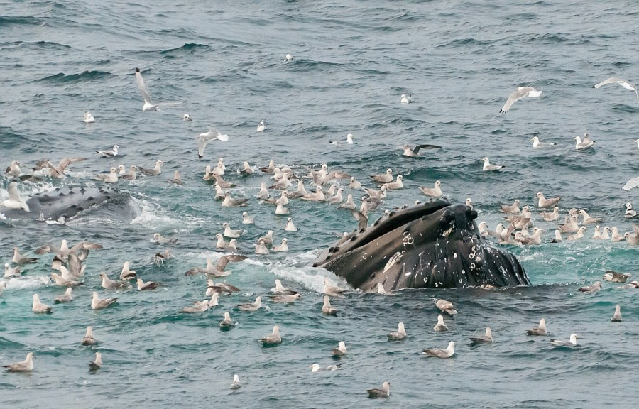 Storfjord_HumpbackHead_GerardBodineau-Oceanwide Expeditions.jpg