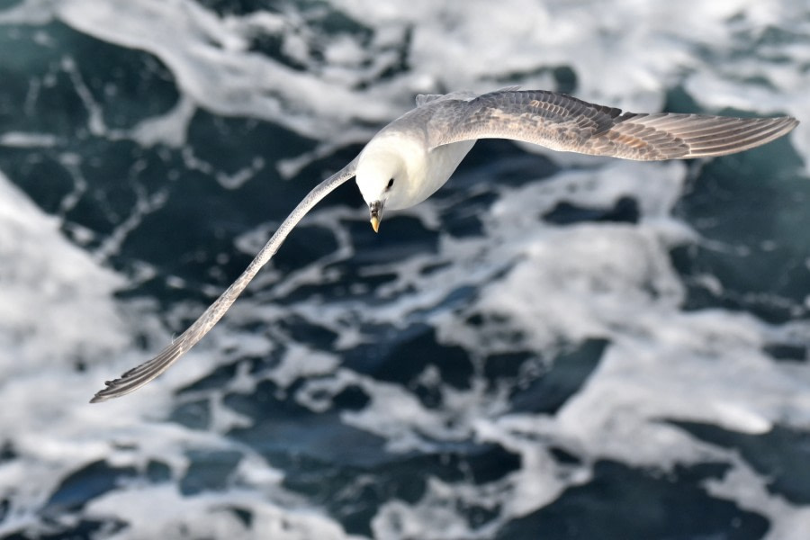 At Sea towards East Greenland