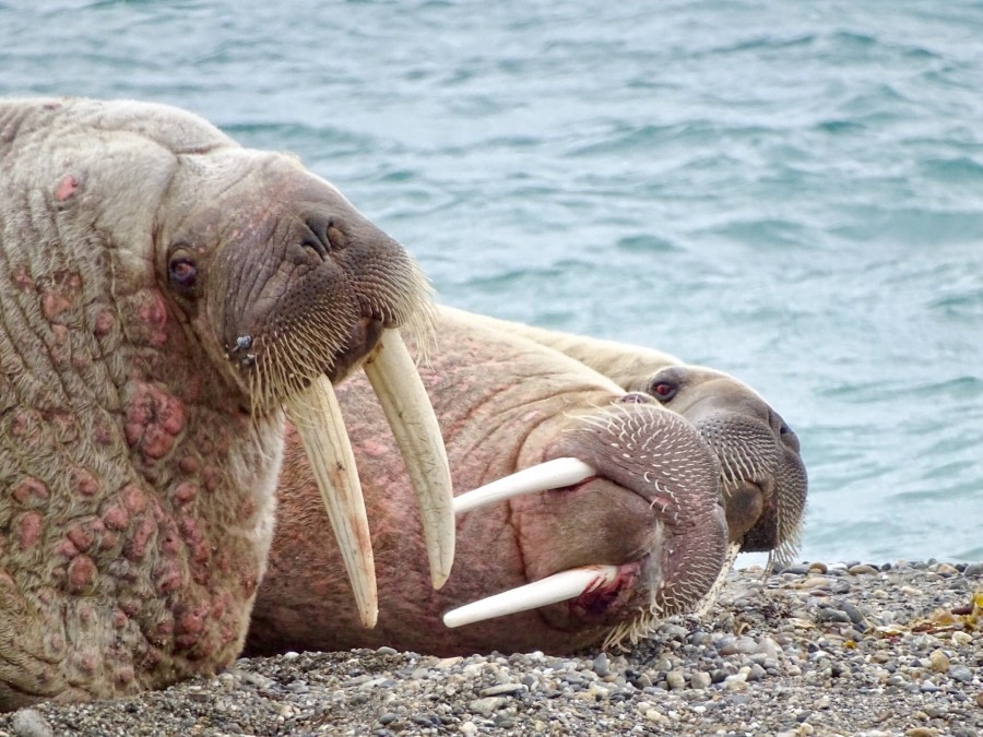 Walrus, Svalbard, Juli © Nikki Born-Oceanwide Expeditions.jpg