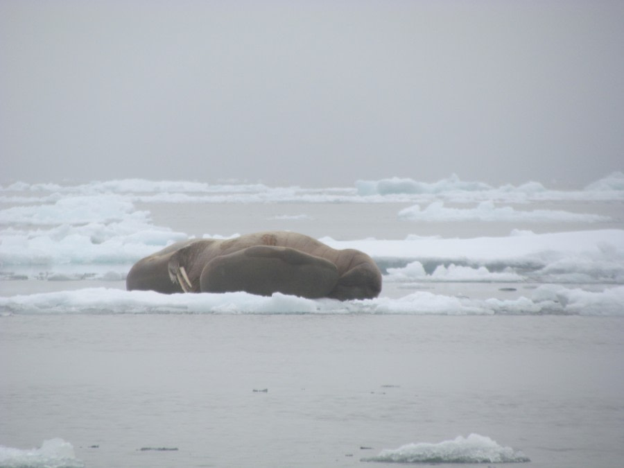 OTL13-17, Day 5, IMG_5433_© Oceanwide Expeditions.JPG